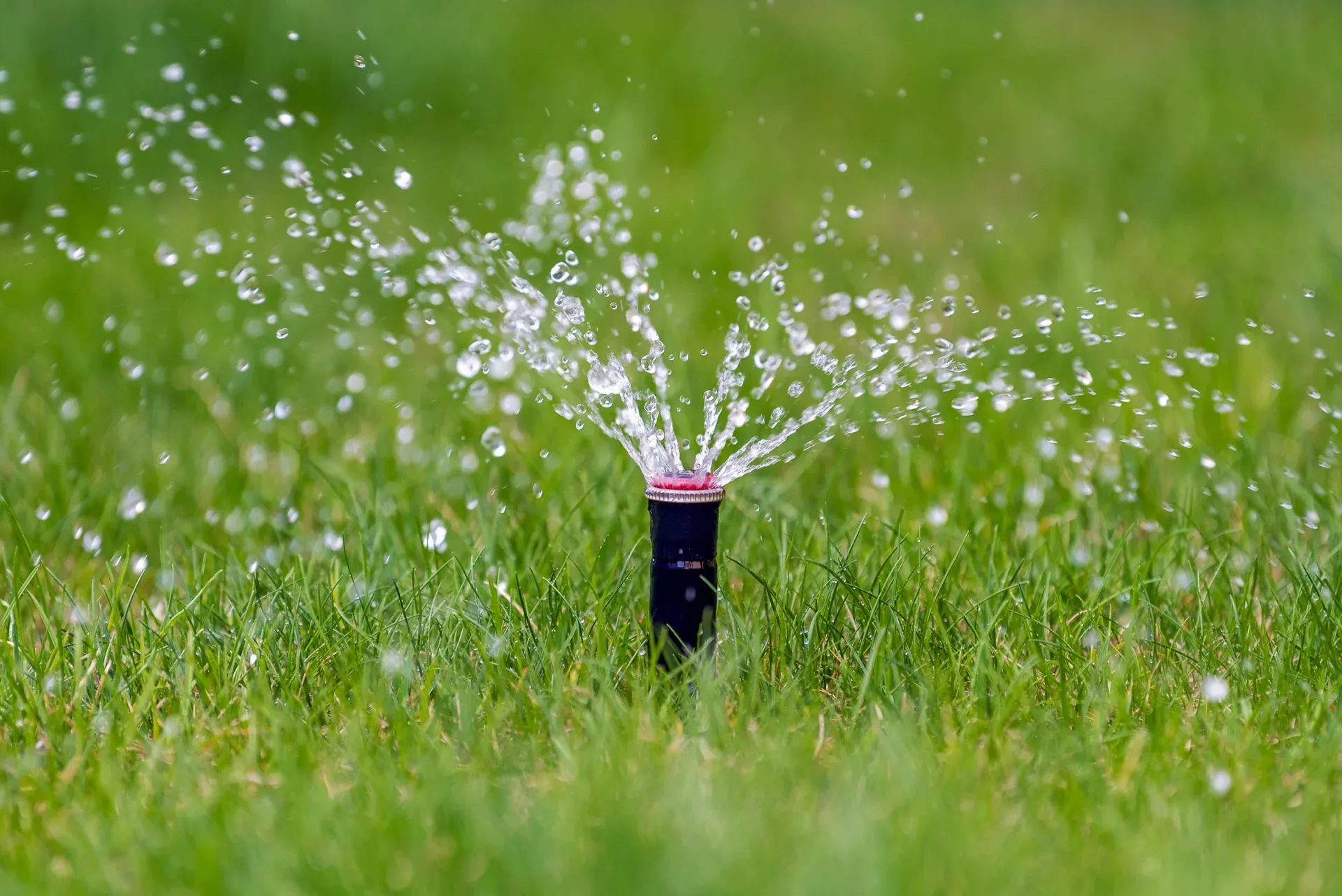 Versenkregner sprüht Wasser über grünen Rasen, Nahaufnahme